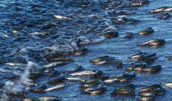 Mistério no parque: milhares de peixes mortos em rio de Londres