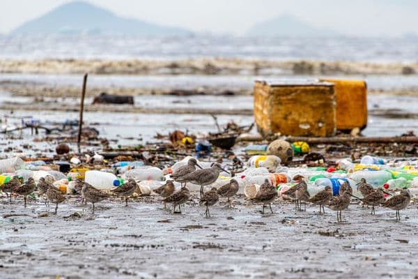 13 gaivotas cobertas de óleo: o alerta da Ilha de Man