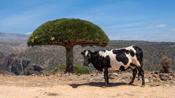 Socotra: a ilha iemenita que parece outro planeta