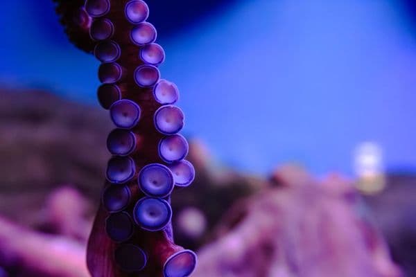 Polvos: o animal que pensa com os tentáculos