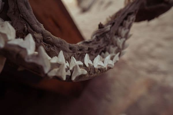 O animal de mandíbula torta de 275 milhões de anos achado no Brasil