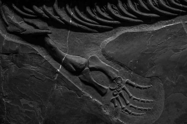 O sítio fossilífero que congelou 508 milhões de anos de evolução