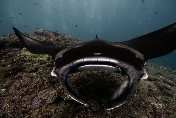 A Arraia Gigante que Ficou Invisível por Décadas no Atlântico