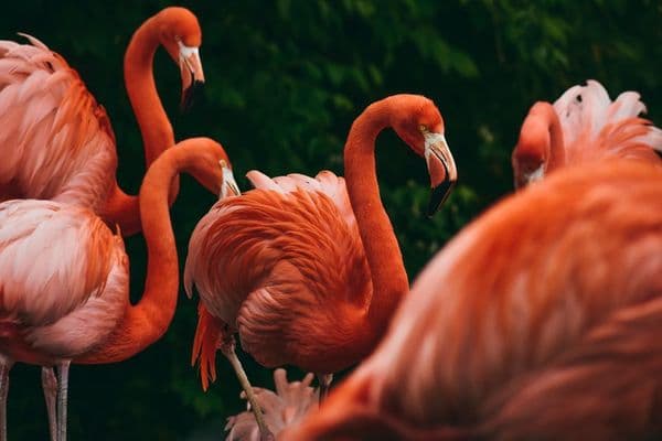 Por que os flamingos são rosa? A resposta está na comida