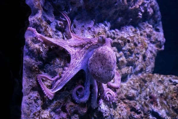 24 criaturas do abismo reescreveram a árvore da vida
